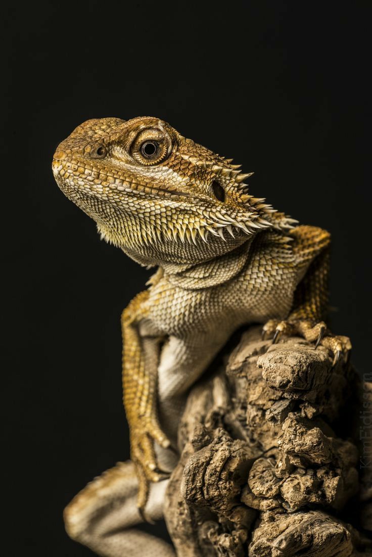 a close up of a lizard on a rock with a black background in the back ground