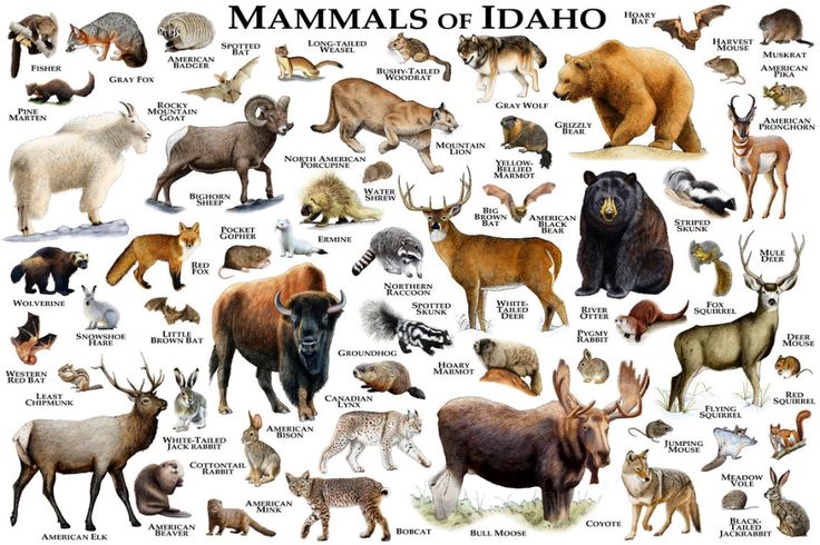 an illustrated poster with different types of animals and their names on it's cover