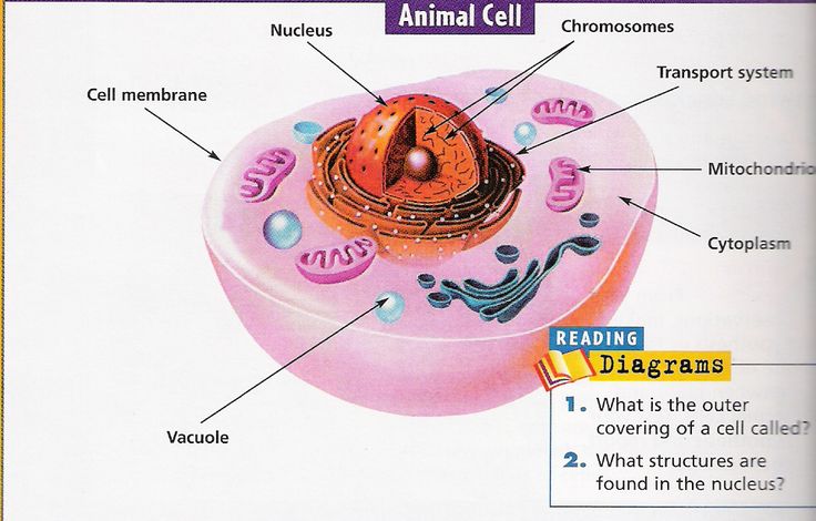 an animal cell diagram with labels on it