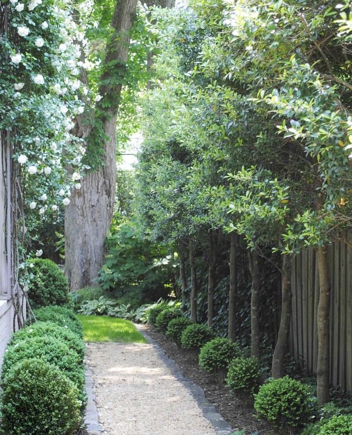 a pathway between two trees in a garden