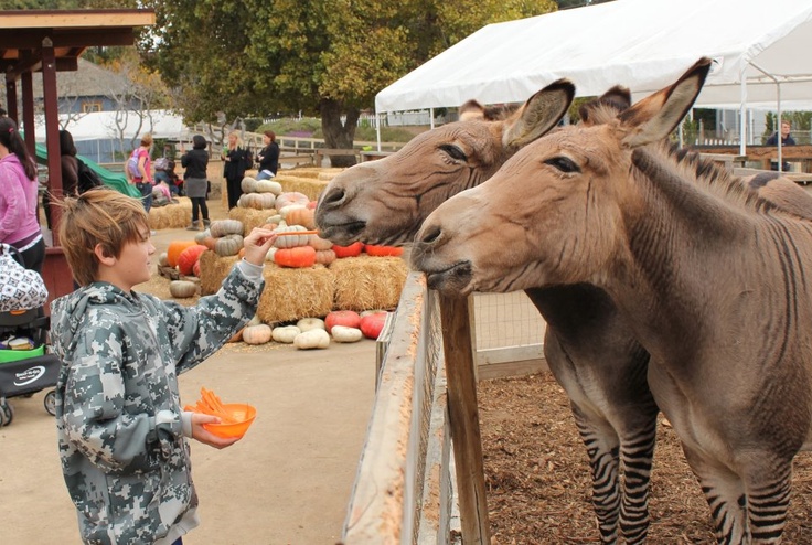 two donkeys standing next to each other in an enclosure with people looking at them