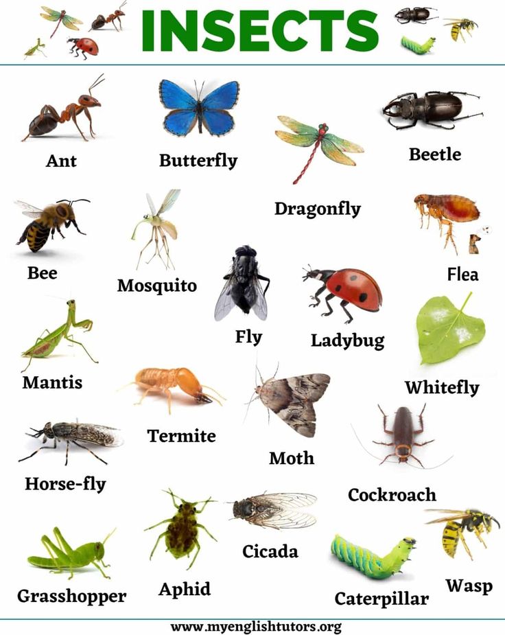 an insect identification poster with different types of insects