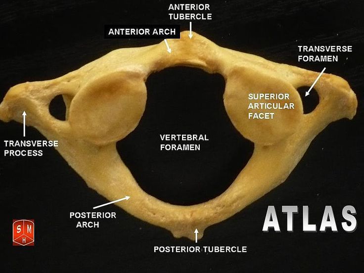 an image of the bones of a cat