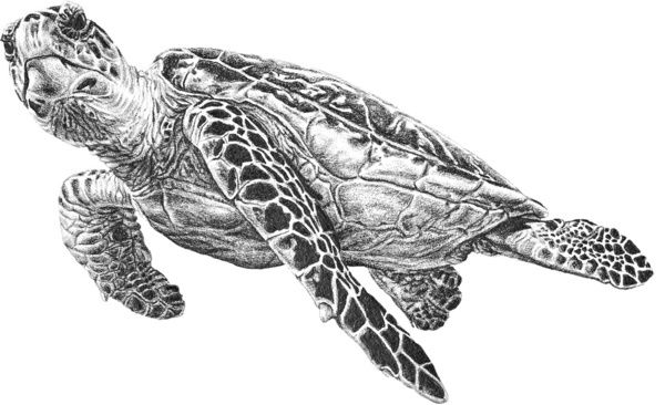 a black and white drawing of a sea turtle