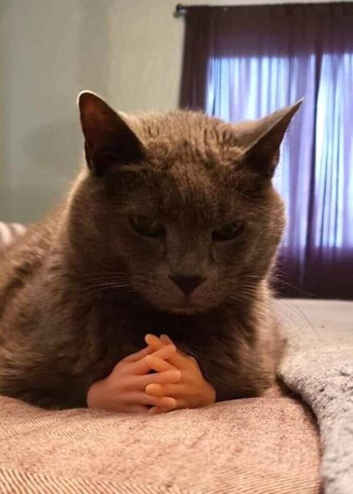 a cat laying on top of a bed next to a small child's hand