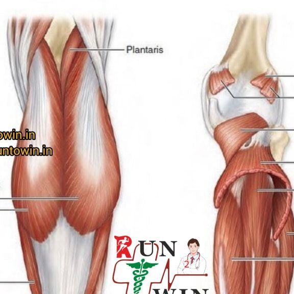 the muscles are labeled in this diagram