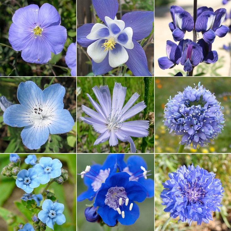 many different types of flowers are shown in this collage, including blue and white