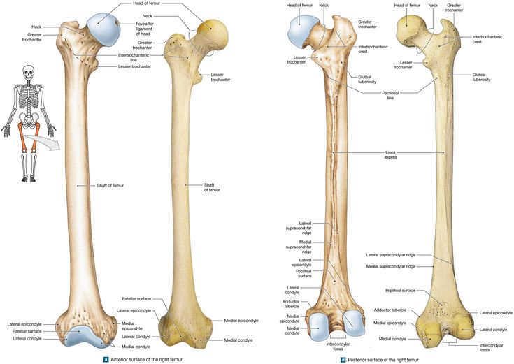 Figure showing the anterior and posterior views of the femur | Crest, Neck