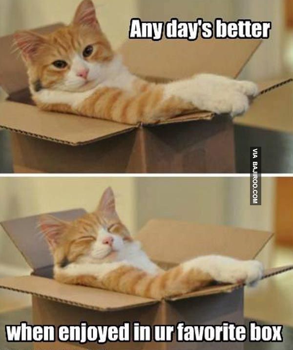 an orange and white cat laying on top of a box with the caption, any day's better when enjoyed in our favorite box