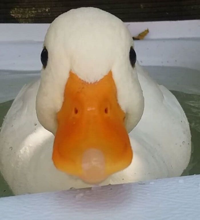 a close up of a duck in the water