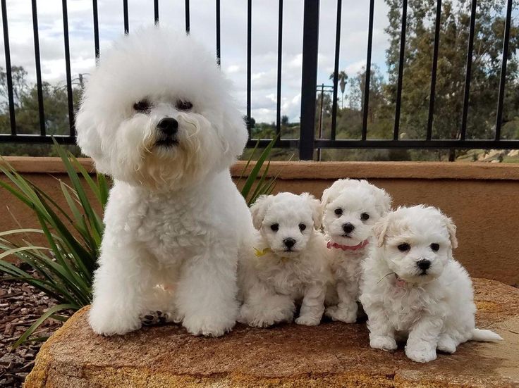 three small white dogs standing next to each other on top of a stone slab in front of a fence