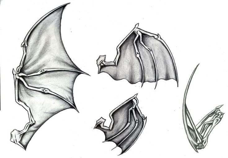 three different types of bats drawn in pencil