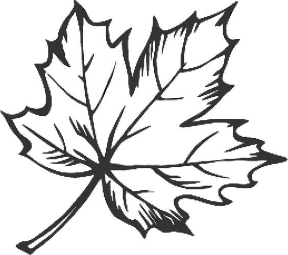 a black and white maple leaf