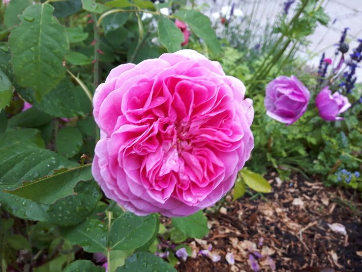 a large pink flower sitting in the middle of a garden