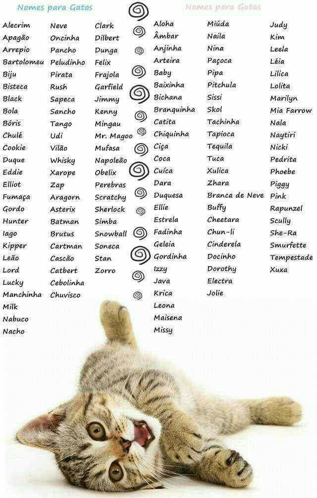 Pin by Deirdré Burness on 1 All things Cats | Kitten names, Girl cat ...