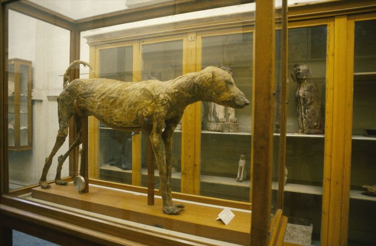 a statue of a cow in a glass case