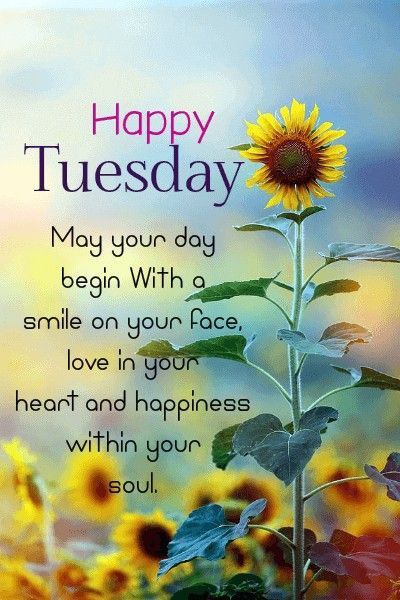 Tuesday ️ in 2023 | Tuesday quotes good morning, Happy morning quotes ...