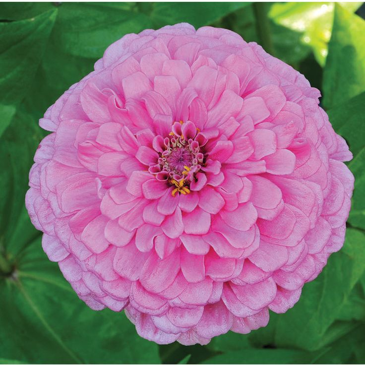 a pink flower with green leaves in the background