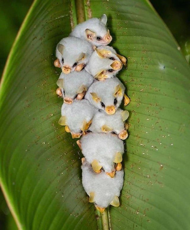 several small bats sitting on top of a green leaf