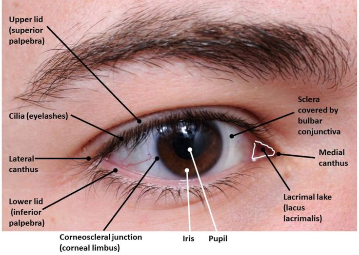 an eye with labels on the iris and labeled parts labelled in english, spanish, and french