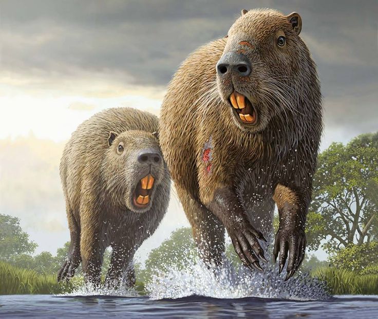 two brown bears walking across a river next to eachother with their mouths open