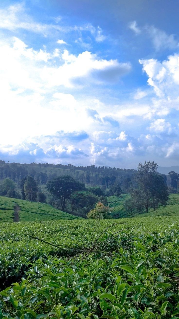 a lush green field with trees and clouds in the background