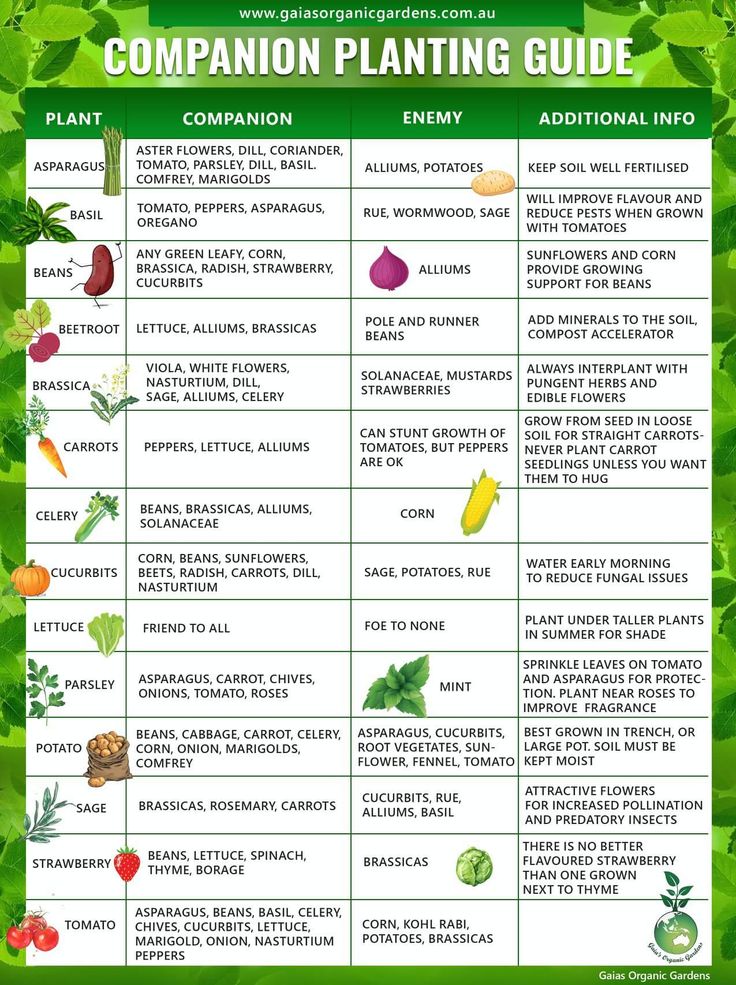 Companion planting vegetables, Companion planting guide, Companion planting