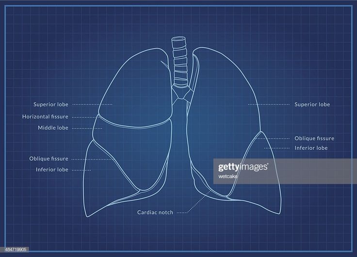 A medical diagram showing the lobes of the lungs (organ of the ...