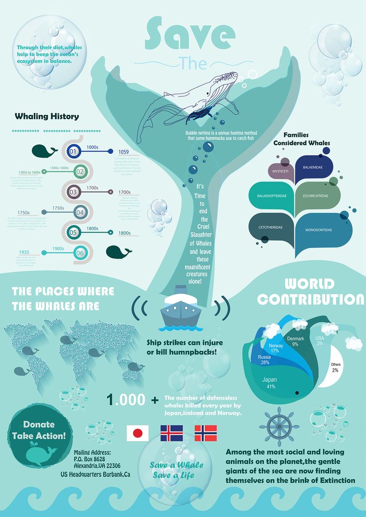 an info poster showing the different types of whales