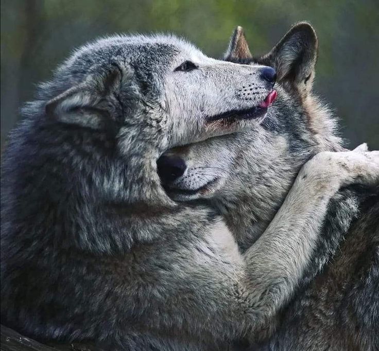 Pin by Susan on Wolves | Beautiful wolves, Wolf love, Wolf dog