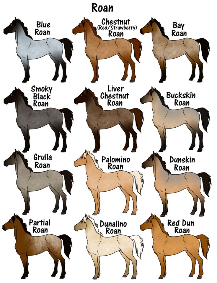 the different types of horses are shown in this image, and each horse has its own name