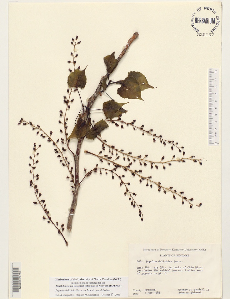 a branch with leaves and berries is shown on a piece of paper that says,