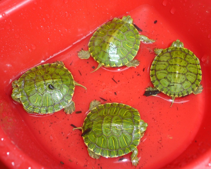 four green turtles in a red bowl with water on the bottom and one turtle laying down