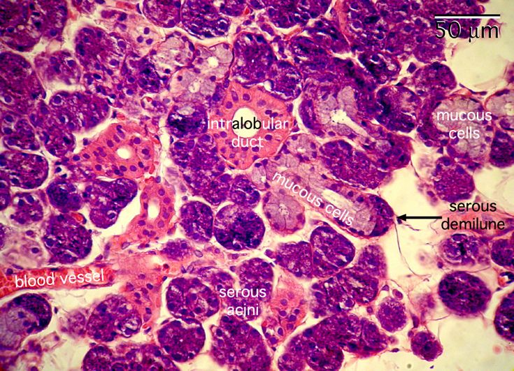 Histology Slides, Salivary Gland