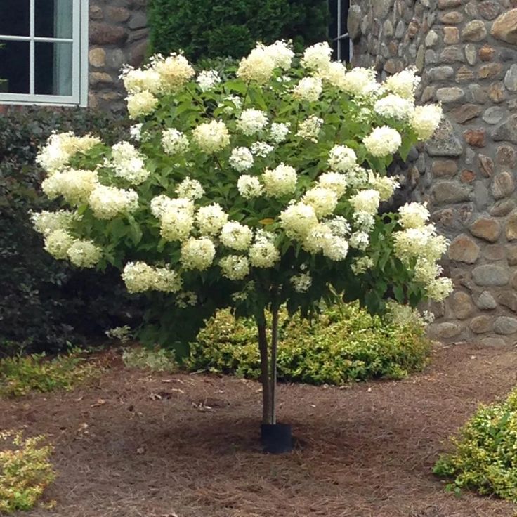 a small tree with white flowers in front of a stone wall and bushes around it