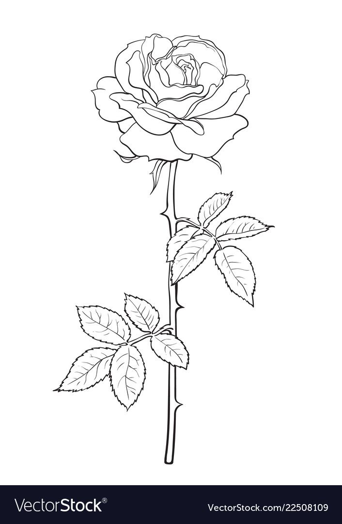 a rose with leaves on a white background in the style of line art, black and white