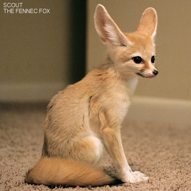 a small baby fox sitting on the floor