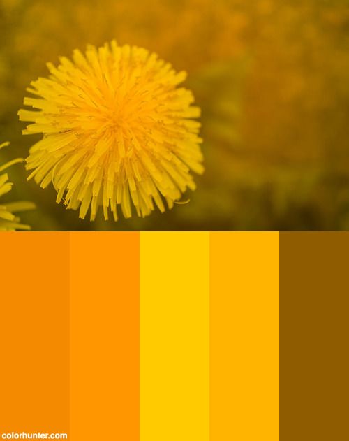 a yellow and brown color scheme with a dandelion