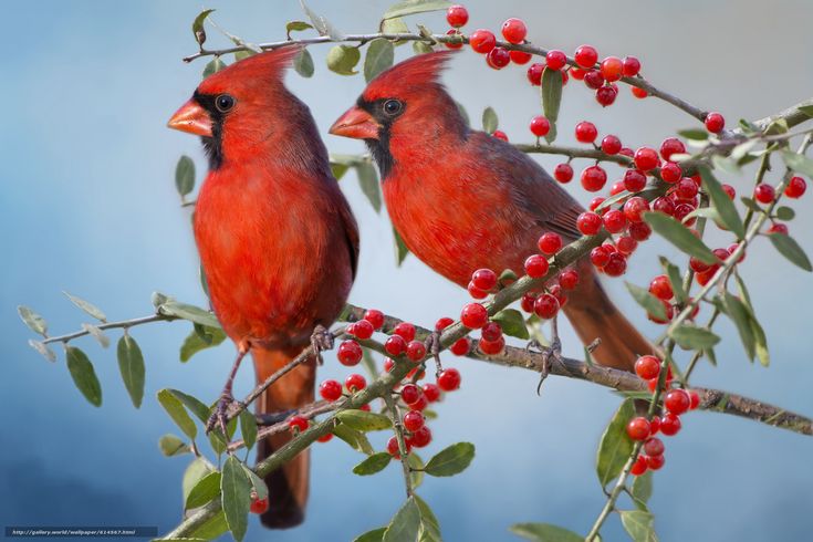 two red birds sitting on top of a tree filled with berries next to each other