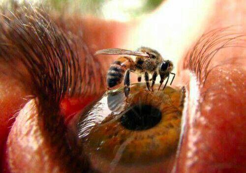 a close up of a person's eye with a bee on top of it