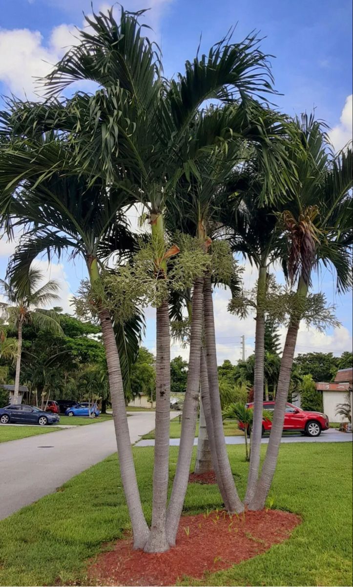 three palm trees in the middle of a grassy area with cars parked on the road behind them