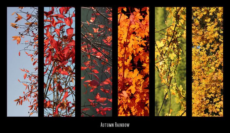 four different types of trees with autumn leaves