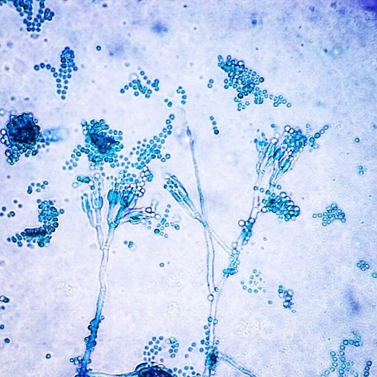 an image of some blue flowers in the water with bubbles on it's surface