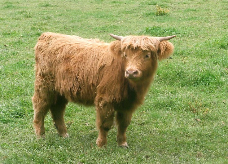 a brown cow standing on top of a lush green field