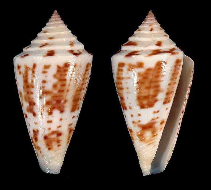 two seashells with brown and white designs on the shells side by side, facing each other