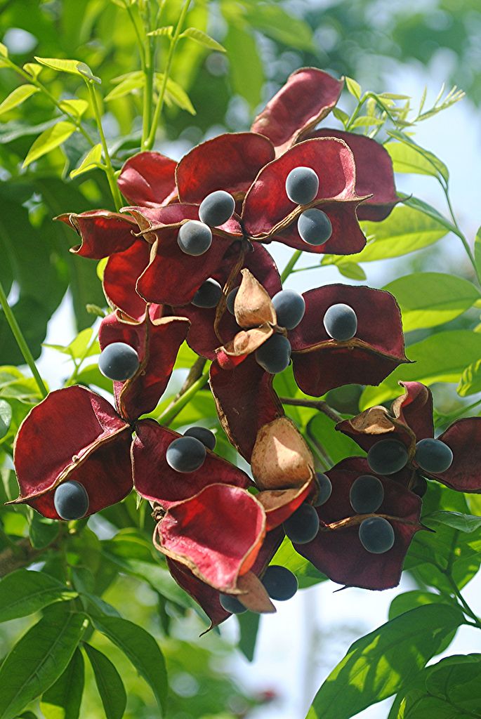 red and black flowers with green leaves in the background