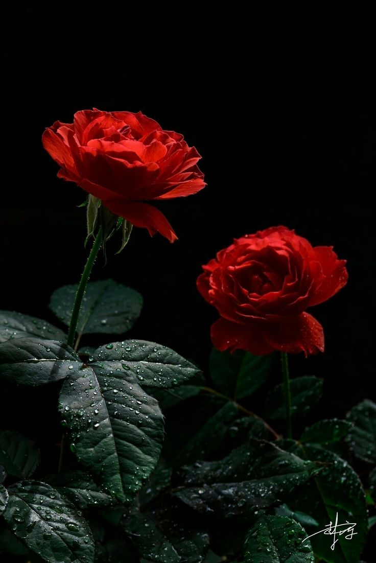 two red roses with water droplets on them in front of dark background and green leaves