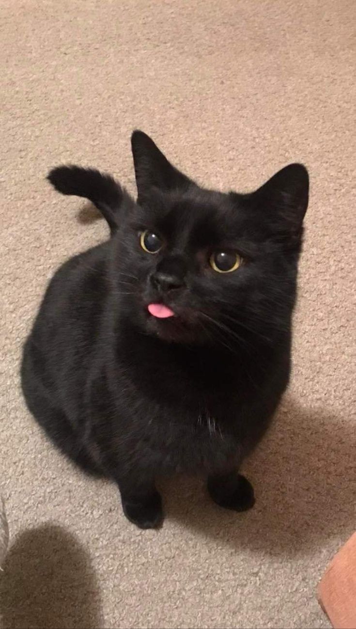 a black cat sitting on the floor with its tongue hanging out