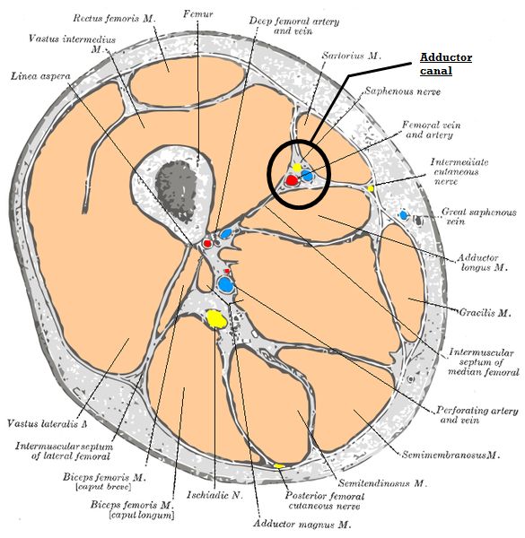 Hunter's canal, also known as the adductor canal is an aponeurotic tunnel in the middle third of the thigh, extending from the apex of the femoral triangle to the opening in the Adductor magnus, the Adductor hiatus. The canal contains the femoral artery, femoral vein, and branches of the femoral nerve. Hunter's canal was named after John Hunter because he was the first surgeon who tied the superficial femoral artery in this part of its course for popliteal aneurism in 1785. Adductor Magnus Muscle, Quadriceps Femoris, Joints Anatomy, Femoral Nerve, Leg Anatomy, Arteries And Veins, The Crush, Man Anatomy, Color Png