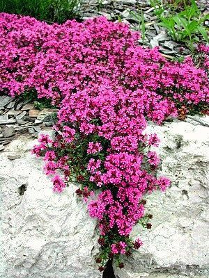 purple flowers growing out of the cracks in a rock wall